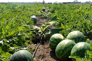 تحضير لزراعة البطيخ في الحقل