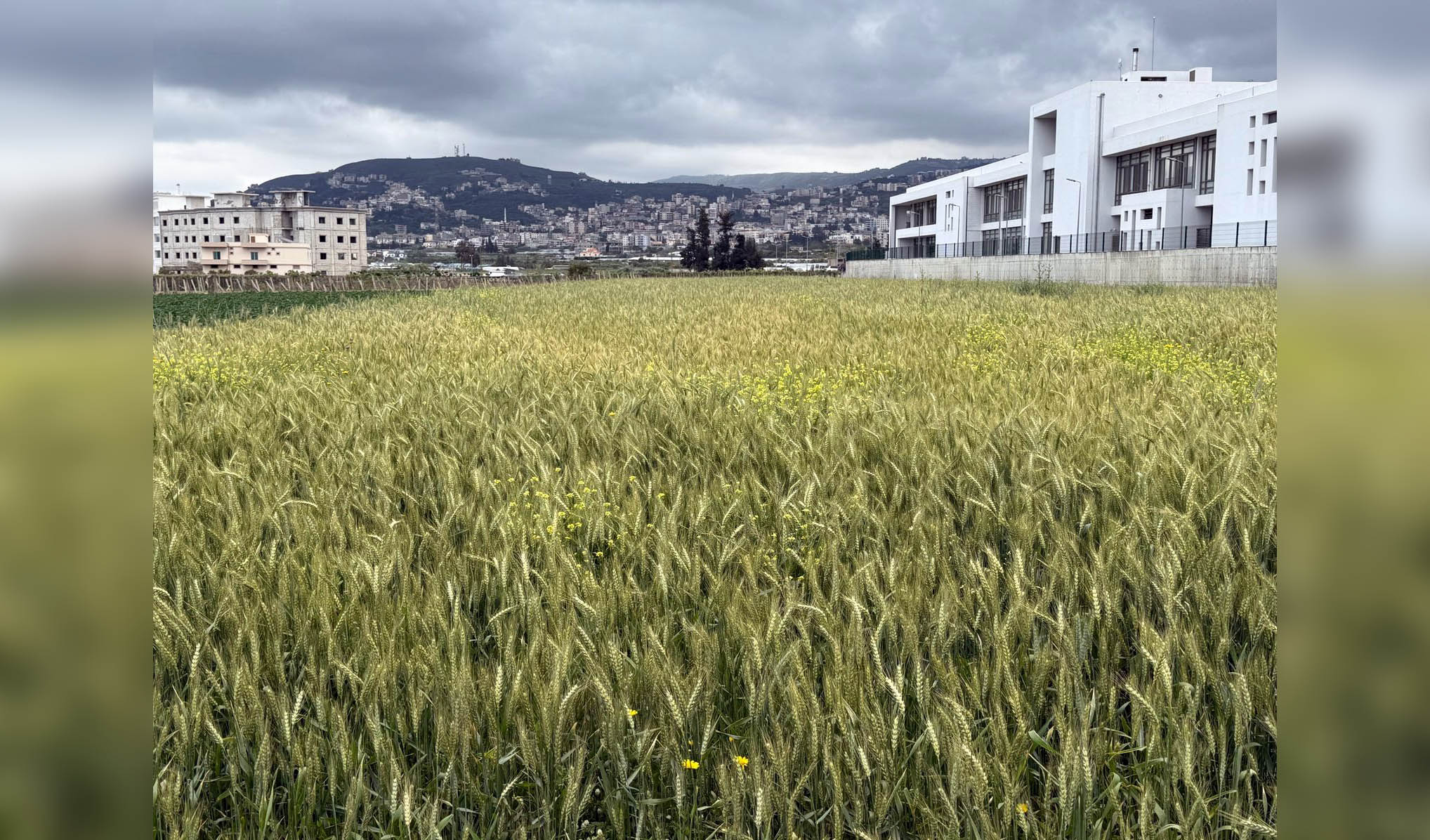 لبنان يزرع القمح بثقة: مبادرة وزارة الزراعة لتعزيز الأمن الغذائي تنمو في عكار