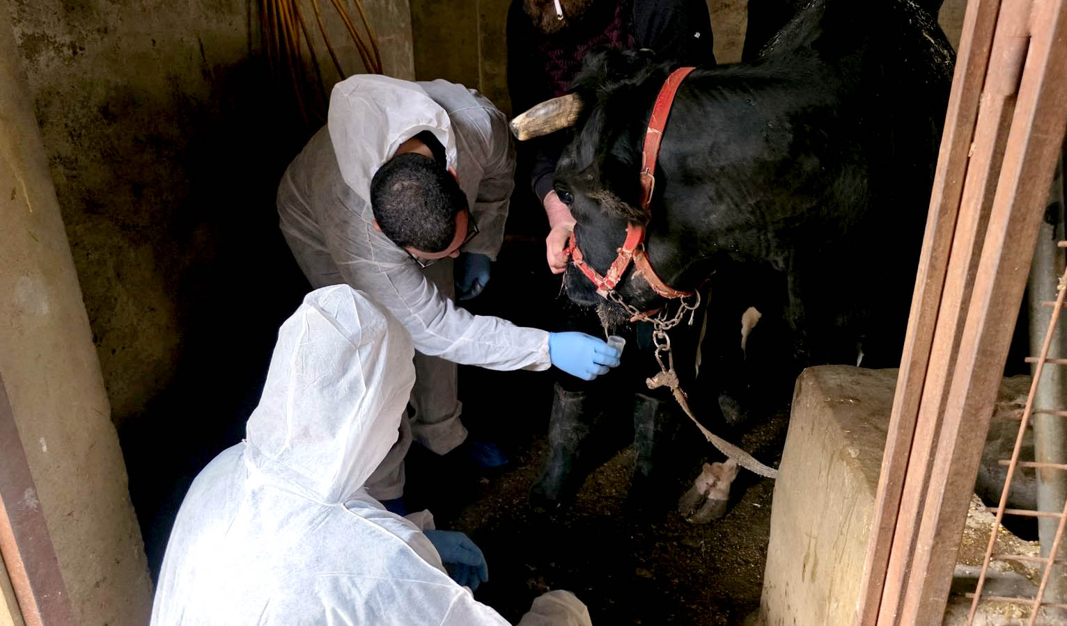 وزارة الزراعة تابعت إجراءات التقصّي الوبائي لمكافحة الحمّى القلاعية وأكّدت الاستجابة العلمية الشاملة