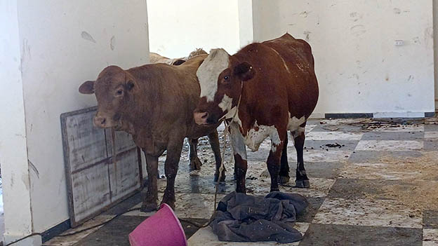 9a.jpg