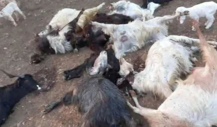وزارة الزراعة تتابع ميدانياً حادثة نفوق رؤوس ماعز في عكار وتدعو إلى اعتماد الجهات الرسمية كمصدر موثوق للمعلومات