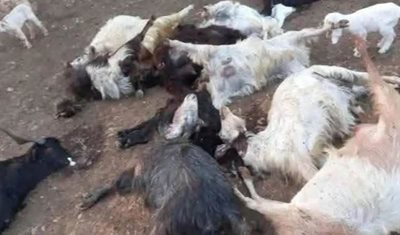 وزارة الزراعة تتابع ميدانياً حادثة نفوق رؤوس ماعز في عكار وتدعو إلى اعتماد الجهات الرسمية كمصدر موثوق للمعلومات