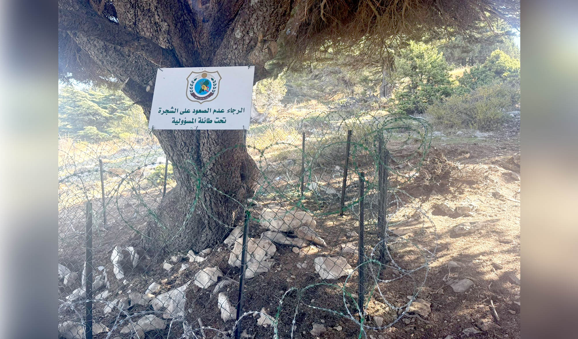 وزارة الزراعة تعيد تركيب السياج حول شجرة الأرز المحميّة في عكّار وتتوعد المتعدّين بإجراءات صارمة