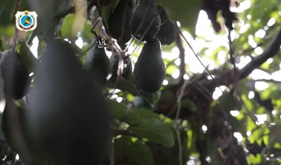 الأفوكا اللبنانية… ثمرة الأرض والطموح