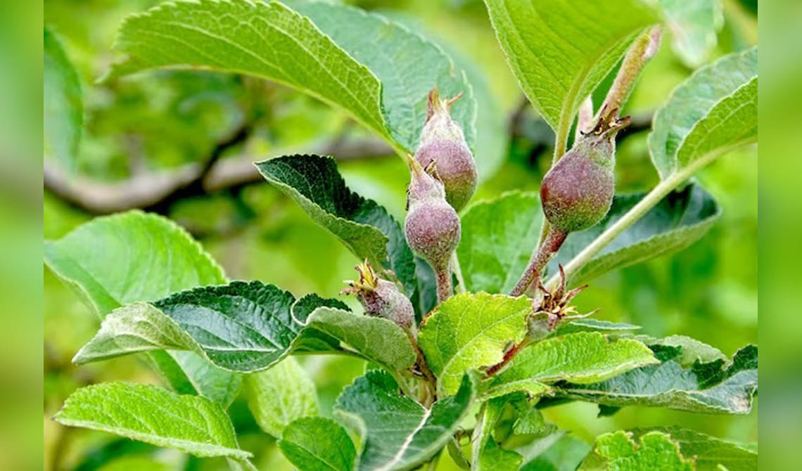 وزارة الزراعة - البرنامج الوطني للإرشاد الزراعي - نشرة إرشادية عاجلة – إنذار مبكر لمزارعي التفاح: تحذير من انتشار مرض تبقّع التفاح