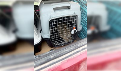 وزارة الزراعة تطلق قطاً برياً مهدداً بالانقراض في محمية عمّيق الطبيعية بعد إنقاذه من الأسر