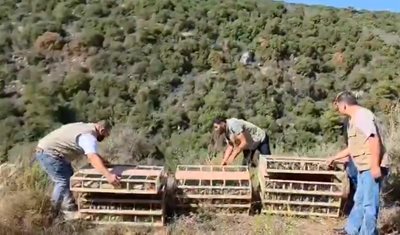 بتعاون بين وزارة الزراعة وقيادة الجيش اللبناني - مصادرة طيور حسّون كانت معدّة للتهريب ومعالجتها وفق الأصول في عكّار