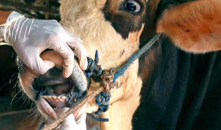 بيان صادر عن وزارة الزراعة: تسجيل حالات من مرض الحمّى القلاعية في عدة مزارع للمواشي الحيّة