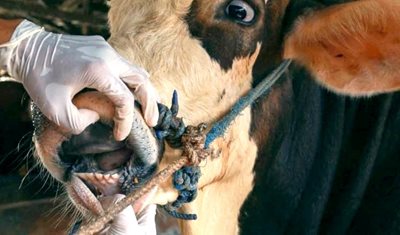 بيان صادر عن وزارة الزراعة: تسجيل حالات من مرض الحمّى القلاعية في عدة مزارع للمواشي الحيّة