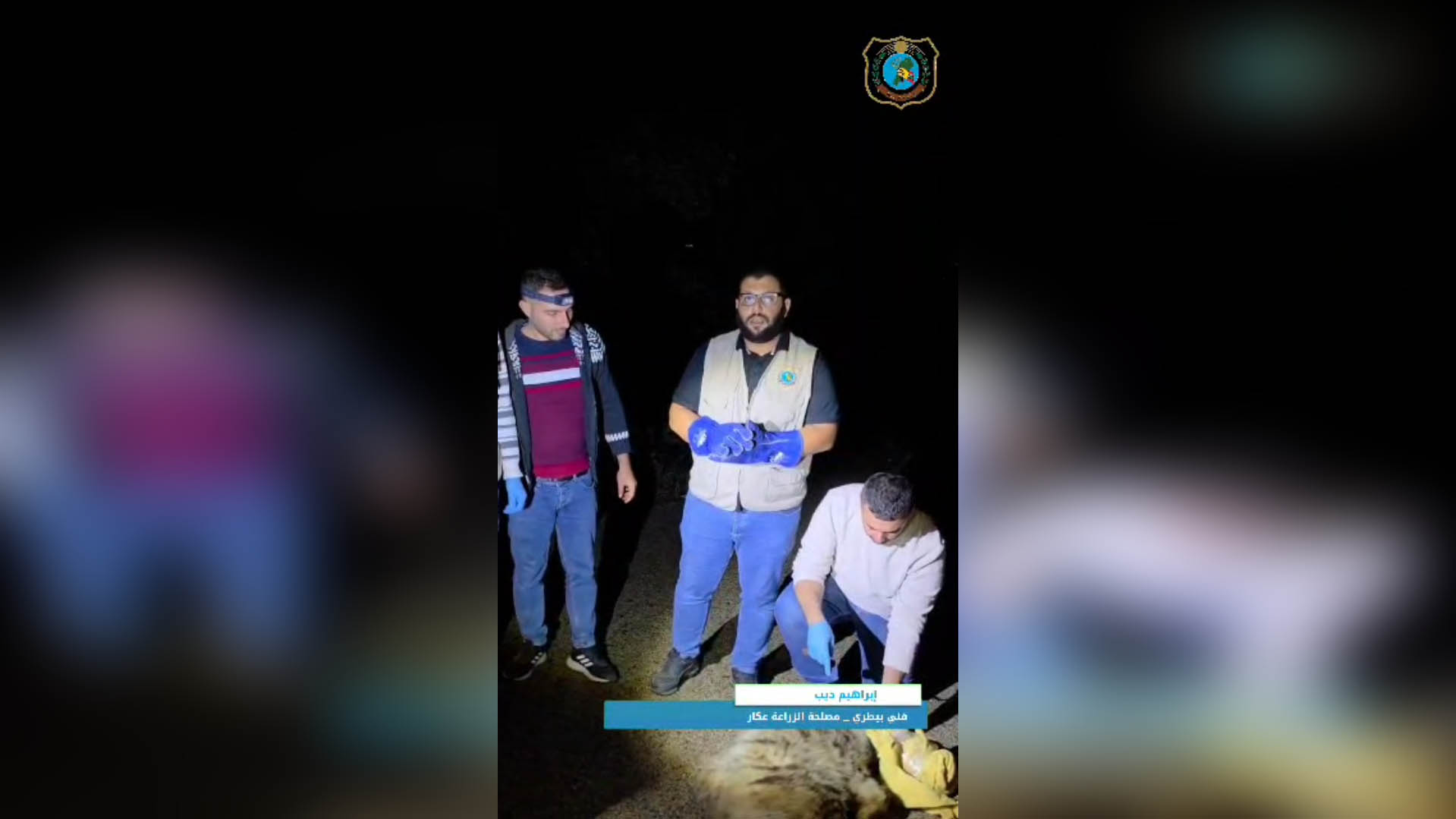 إعادة إطلاق ضبعٍ مخطَّط في موطنه الطبيعي بعد تماثله للشفاء في عكار