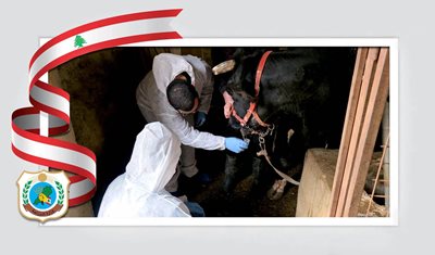 بيان صادر عن وزارة الزراعة: حملة تحصين للأبقار ابتداءً من الغد في منطقة البقاع الغربي