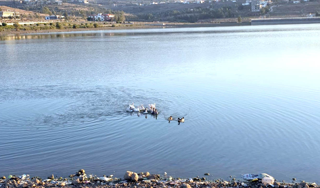 وزارة الزراعة تطلق طيور الوزّ في بحيرة الكواشرة بالتعاون مع الجيش اللبناني وبلدية الكواشرة