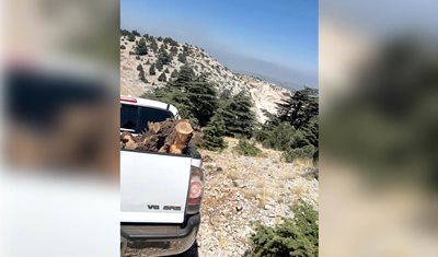 ضبط جذوع أرز ولزاب مقطوعة في جرد الهرمل ومصادرة حمولة 