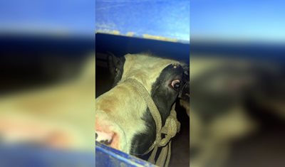 وزارة الزراعة توجه ضربة جديدة لشبكات تهريب المواشي: ضبط 74 رأسًا من الأبقار المهرّبة من سوريا في عمليات نوعية بالشمال والشويفات