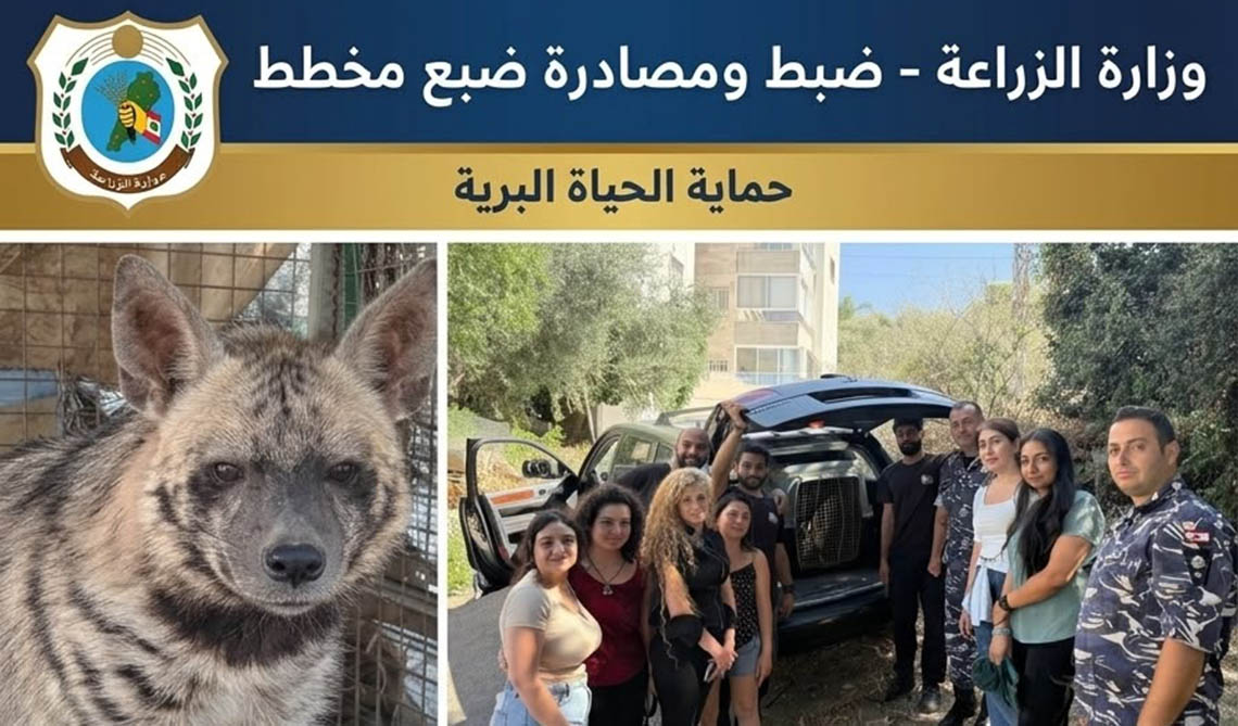 وزارة الزراعة تواصل جهودها لحماية الحياة البرية :مصادرة ضبع مخطط في عمشيت تمهيدًا لإعادة تأهيله وإطلاقه في بيئته الطبيعية