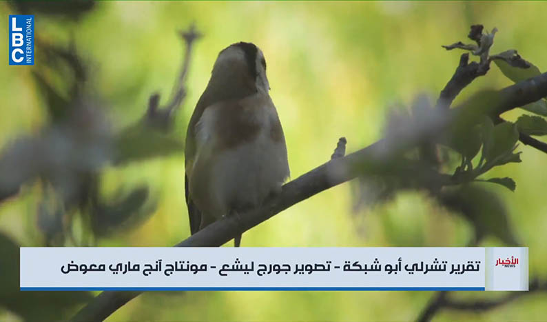 LBCI: غابة العذر… طريق عودة ٥٠٠ حسّون إلى البرّية